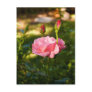 A pink rose and two rosebuds post cards