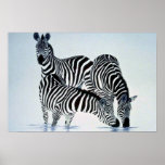 A play on stripes, Zebras Poster