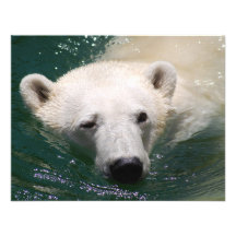 A polar bear just chilling custom announcements
