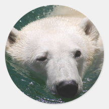 A polar bear just chilling stickers
