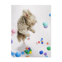 A Portuguese Waterdog jumping amongst falling Postcards