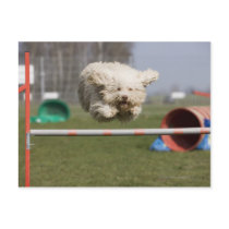 A Portuguese Waterdog jumping over a hurdle Post Card