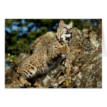 A Pouncing Bobcat Cards