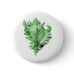 A predatory sea snail buttons