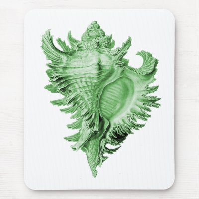 A predatory sea snail mouse pads by Ernst_Haeckel