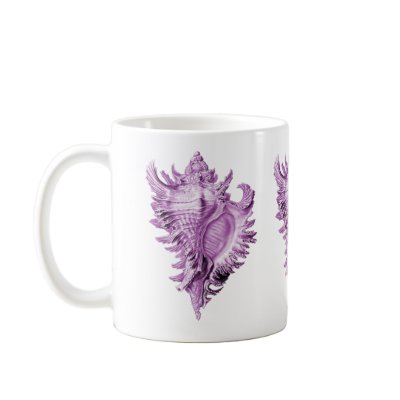 A predatory sea snail mugs by Ernst_Haeckel