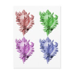 A predatory sea snail post card