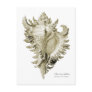 A predatory sea snail post cards