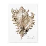 A predatory sea snail postcard