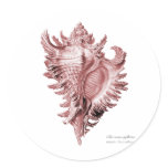 A predatory sea snail stickers