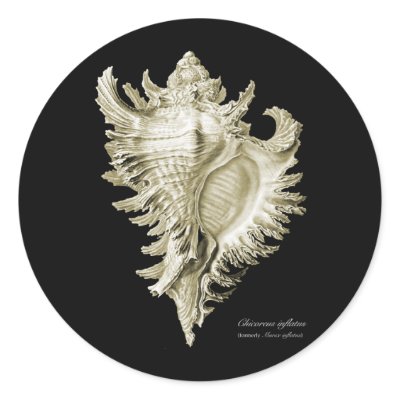A predatory sea snail round sticker by Ernst_Haeckel