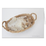 A rabbit is in a basket.Holland Lop. Cards