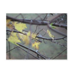 A Rainy Morning In Autumn (Fall) With A Light Bree Post Cards