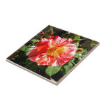 A Red And White Rose Ceramic Tile