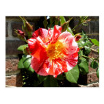 A Red And White Rose Post Cards