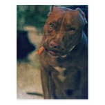 A Red Nose Pit Bull Chewing a Cigar Postcards