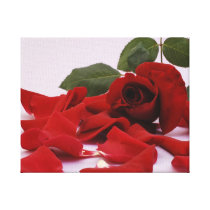 a red rose gespannte galeriedrucke