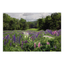 A Riot of Lupine: Fine art Print Art Photo