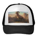 a rocky mountain sheep, Bierstadt Albert Hat