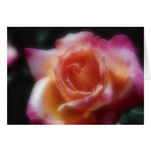 A Rose by any other name Cards