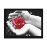 A Rose in the Hand 2 Post Cards