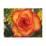 A Rose is a Rose Post Card