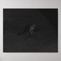 A Scared, Lonely Cat on Tahquitz Canyon Boulevard Posters