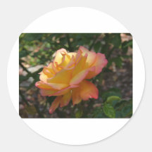 A single beautiful delicate rose round stickers