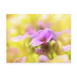 A Single Purple Rock Cress Flower Postcard