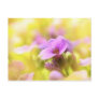 A Single Purple Rock Cress Flower Postcard