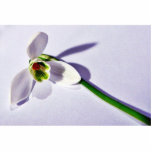 A Single Snowdrop On The Table Photo Cut Outs