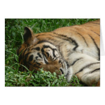 A Sleepy Tiger Card