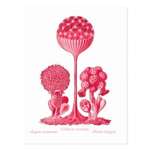 A Slime Mould Postcard