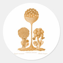 A Slime Mould Stickers