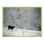 A Snowy World For This Cow, Post Cards
