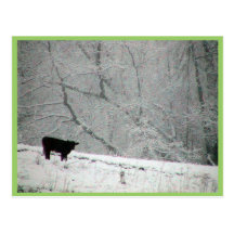 A Snowy World For This Cow, Post Cards