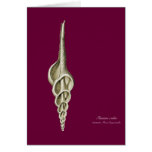 A spindle snail cards