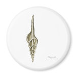 A spindle snail refrigerator magnets