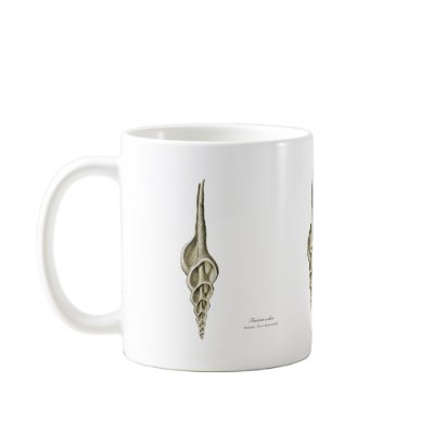 A spindle snail mug by Ernst_Haeckel