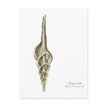A spindle snail postcards