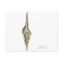 A spindle snail postcard