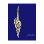 A spindle snail post card
