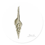 A spindle snail stickers
