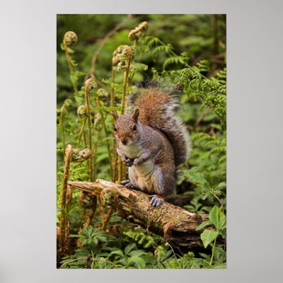A Squirrel on a Log Print by fletchphoto