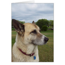 A staring German Shepard Greeting Card