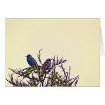 A Starling Bird Couple Cards