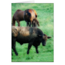A Steer and Two Horses Card