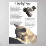 A Stray Dog's Prayer (alternate background colour)