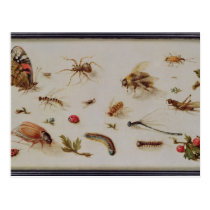 A Study of Insects postcards