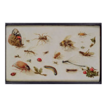 A Study of Insects posters